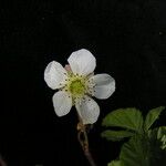 Rubus nepalensis Habitatea