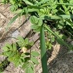 Kallstroemia maxima Leaf