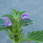 Galeopsis tetrahit Flors