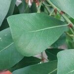 Ficus craterostoma Leaf