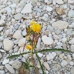 Chamaecrista fasciculata Fleur