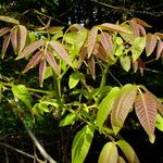 Juglans regia Leaf