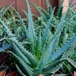 Aloe humilis Hoja