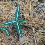 Chimaphila maculataHoja