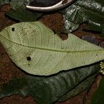 Psychotria konguensis Yaprak