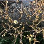 Prunus spinosa Cvet