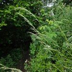 Arrhenatherum elatius 整株植物
