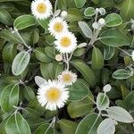 Pachystegia insignis Flower