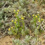 Linaria arenaria Övriga