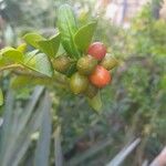 Triphasia trifolia Fruit