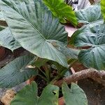 Alocasia odora Liść