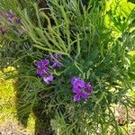 Matthiola incana Flower