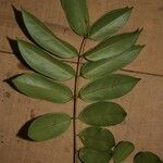 Swartzia polyphylla Liść