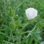 Malva setigeraLorea