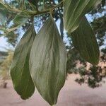 Acacia mangium Ліст