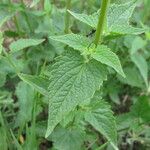 Agastache urticifolia Fulla