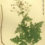 Thalictrum foetidum Other