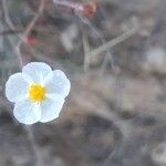 Helianthemum violaceum Žiedas