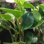 Peperomia obtusifolia Blad