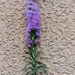 Liatris pycnostachya Flor