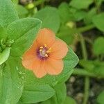 Lysimachia arvensis Blomma