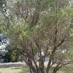 Leptospermum laevigatum Habitat