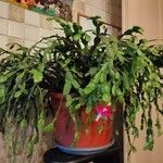 Schlumbergera bridgesii Fulla