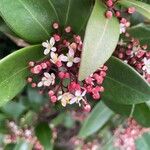 Skimmia japonica Цветок