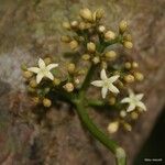 Psychotria wagapensis Flower