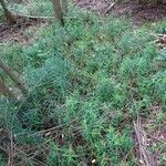 Polygonatum verticillatum 形態