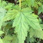 Ribes magellanicum Hoja