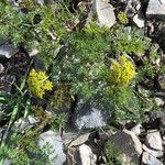 Lomatium grayi Hábito