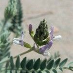 Astragalus garbancillo