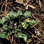 Viola purpurea Habitus