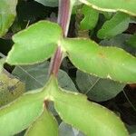 Kalanchoe prolifera Folio