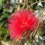 Calliandra tergemina ফুল