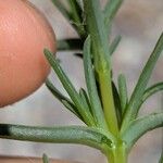 Salsola soda Hoja