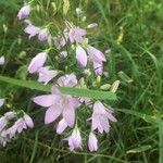 Campanula rapunculusFlower