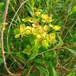 Euphorbia lucida फूल