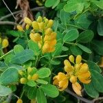 Senna bicapsularis Flower