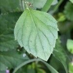 Clinopodium grandiflorum Blatt