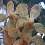 Grammatophyllum speciosum Flower