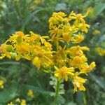 Senecio ampullaceus Flower