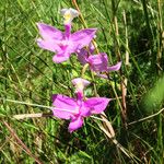 Calopogon tuberosus Kvet