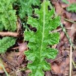 Cirsium filipendulum Blatt