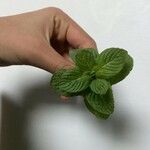 Mentha × piperita Leaf