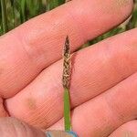 Eleocharis compressa 果