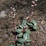 Pyrola picta Habit