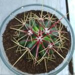 Ferocactus pilosusFolla