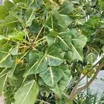 Erythrina variegata Folla